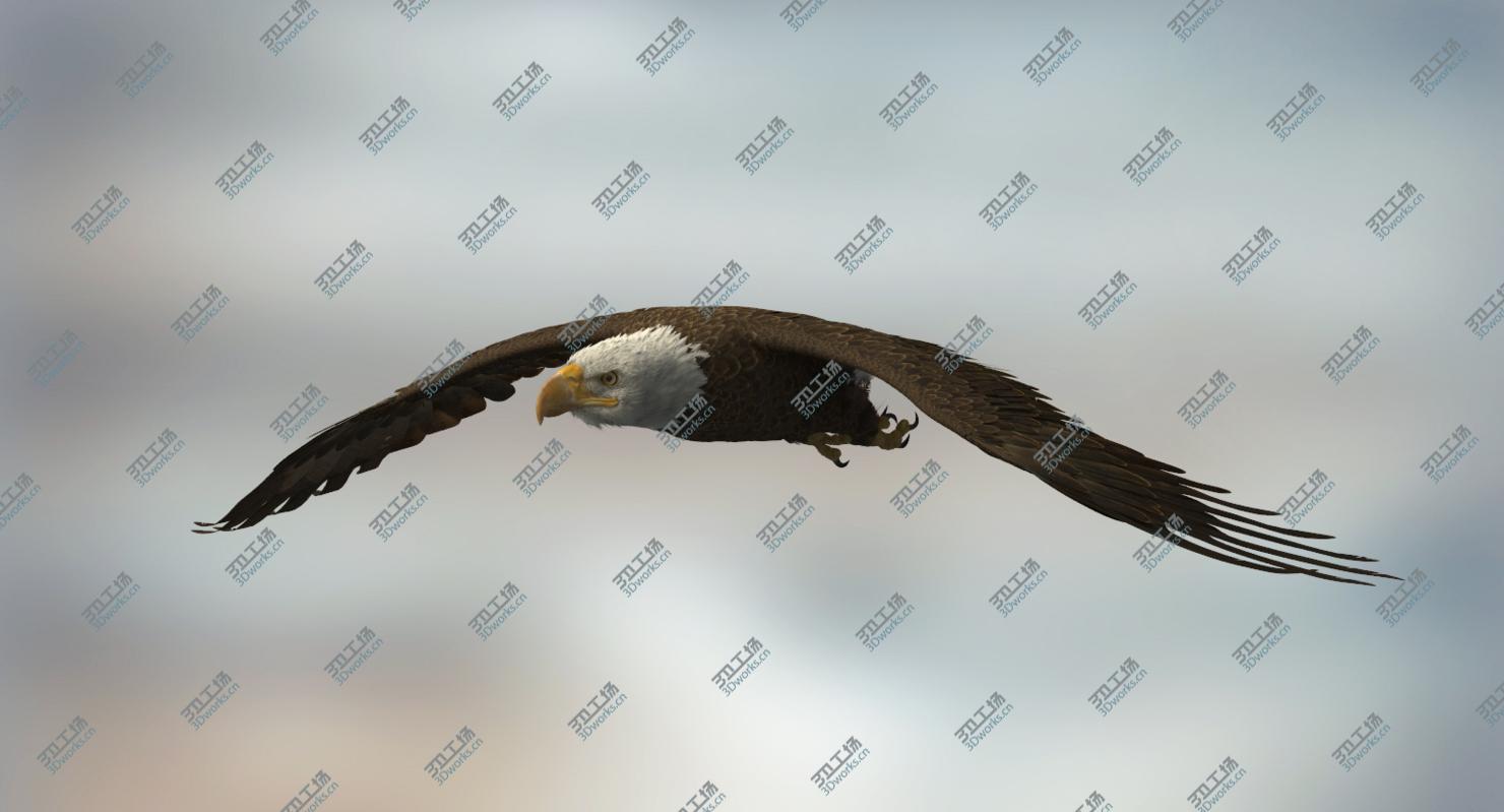 images/goods_img/20210113/3D American Bald Eagle Rigged model/4.jpg